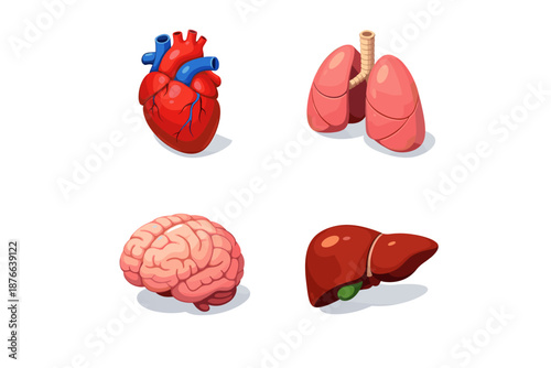 Collection of stylized human organs including heart, lungs, brain, and liver