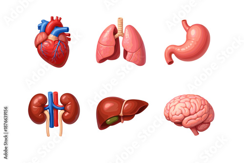 Collection of human internal organs including heart, lungs, stomach, kidneys, liver, and brain