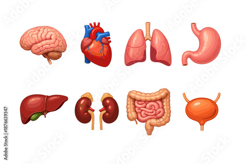 Collection of stylized human internal organs for educational or medical illustration