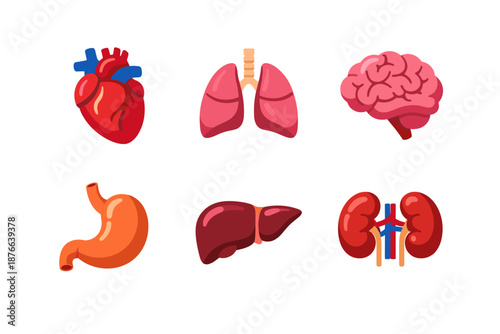 Collection of stylized human internal organs including heart, lungs, brain, stomach, liver, and kidneys