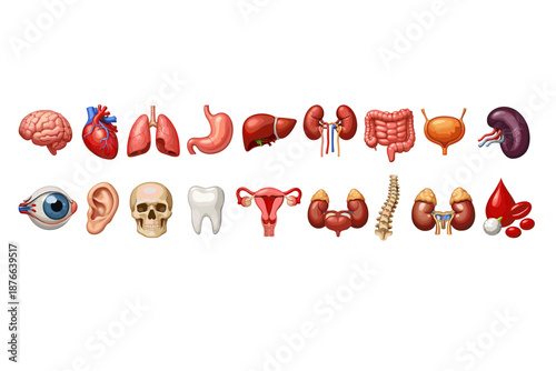 Collection of human internal organs and body parts for medical illustration
