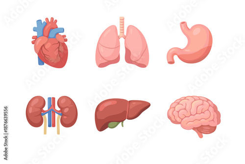 Collection of stylized human internal organs for medical illustration