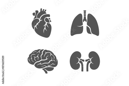 Set of four internal organ icons: heart, lungs, brain, and kidneys