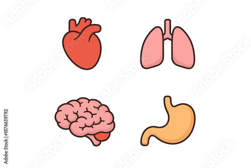 Set of stylized human internal organs including heart, lungs, brain, and stomach