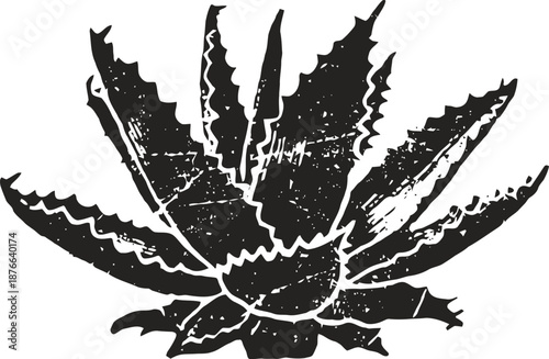 Grunge aloe vera plant illustration with textured leaves and detailed edges in black silhouette