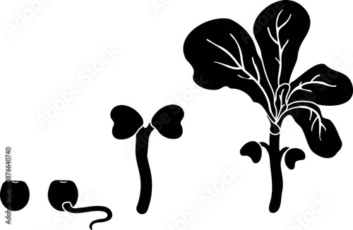 Black silhouette of stages of plant seed germination isolated on white background. Growth stages from seed to sprout