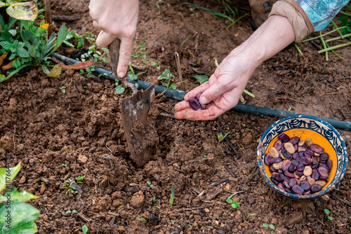 Tableau sur toile Woman's hands using a trowel and planting fava bean seeds in dark, fertile garde