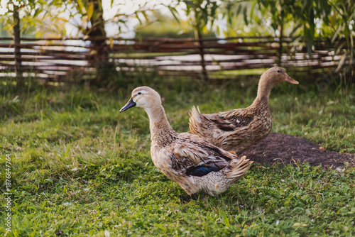 Free range domestic ducks walking and resting on a rural farm in natural green surroundings. Traditional countryside farming, sustainable agriculture and organic poultry concept.
