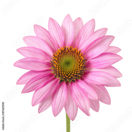 A vibrant pink flower with yellow center stands out against a black background