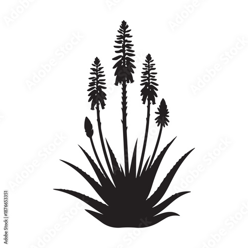 Aloe vera plant silhouette illustration with flower stem on white background iso