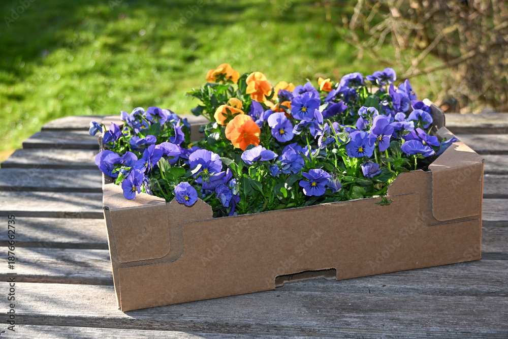 Fototapeta premium Flowering colorful horned violets in a cardboard box on a wooden table for planting in the garden, selected focus