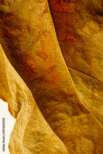 A vertical image showing details of brown dried leaves.