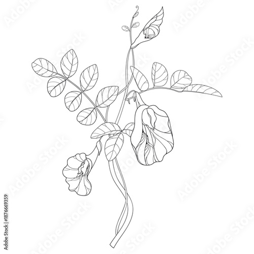 Bunch of outline Clitoria ternatea or Asian butterfly pea flowers and leaves in black isolated on white background.