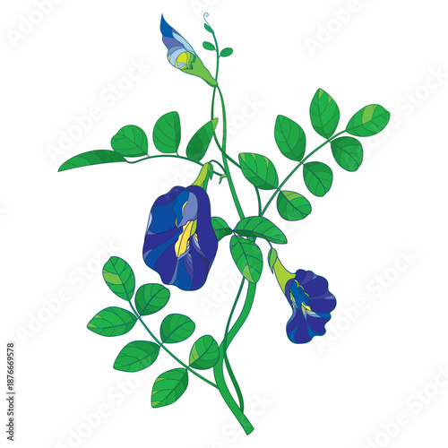 Bunch of outline dark blue Clitoria ternatea or Asian butterfly pea flowers and green leaves isolated on white background.