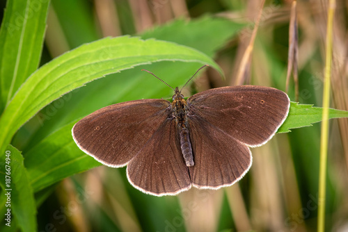 Ringlet butterfly close up