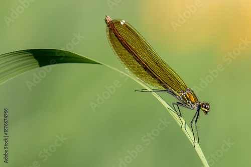 Banded demoiselle female