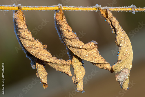 Dried leaves macro close up