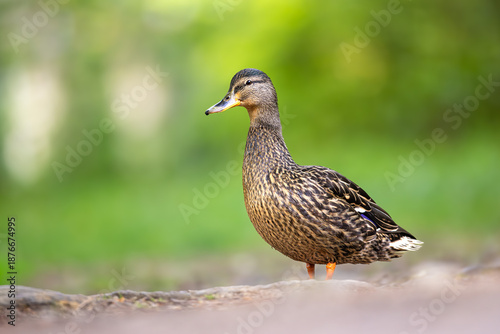 Female duck portrait