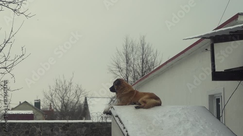 Caucasian Shepherd dog lying on snow-covered roof of rural house and watching surroundings in winter village. Large guard dog resting outdoors near residential building. Cold season countryside life