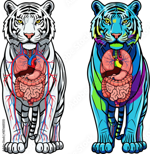 Transparent Tiger Anatomy Educational Vector Illustration