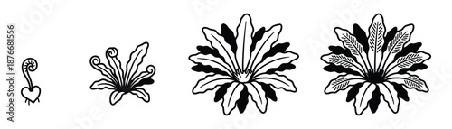 Fern Growth Stages Vector Illustration, Plant Development Cycle Diagram