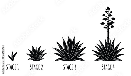 Agave Plant Growth Stages Vector Illustration, Life Cycle Development Diagram