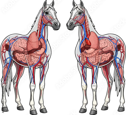 Transparent Horse Anatomy Vector Illustration
