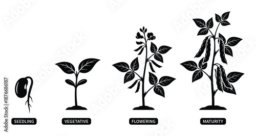 Soybean Plant Growth Stages Vector Illustration Diagram: Seedling, Vegetative, Flowering, Maturity