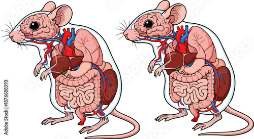 Transparent Mouse Anatomy Vector Illustration