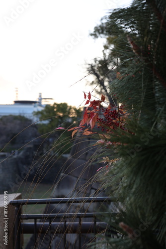 Foliage in urban when sunset