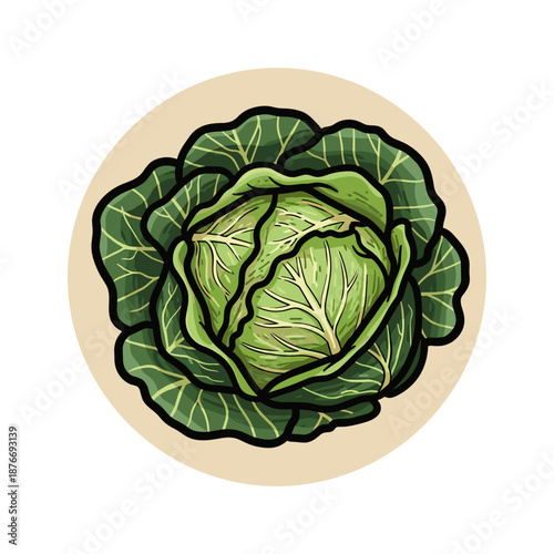 cabbage green vegetable illustration isolated. Used for healthy food, nutrition, cooking and agriculture themes
