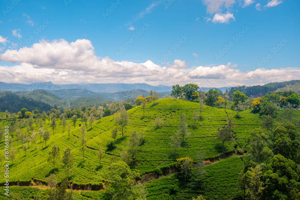 Obraz premium Panoramic View of Sri Lanka’s Countryside with Tea Plantations on a Sunny Spring Day