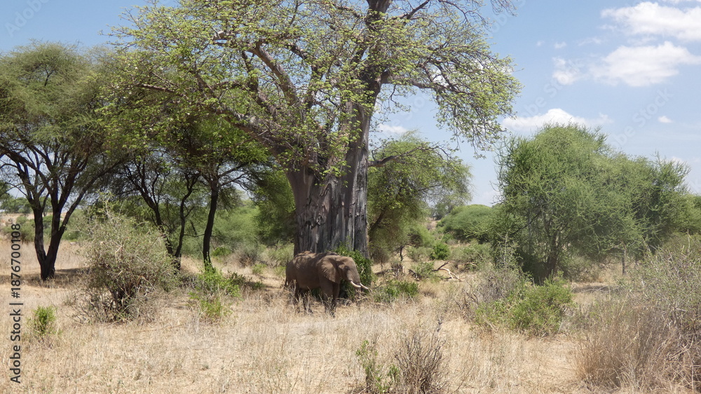 Fototapeta premium A wildlife photograph taken in Tarangire National Park, Tanzania. The image shows African elephants feeding beneath acacia trees during an extremely hot day in the African savanna, capturing natural