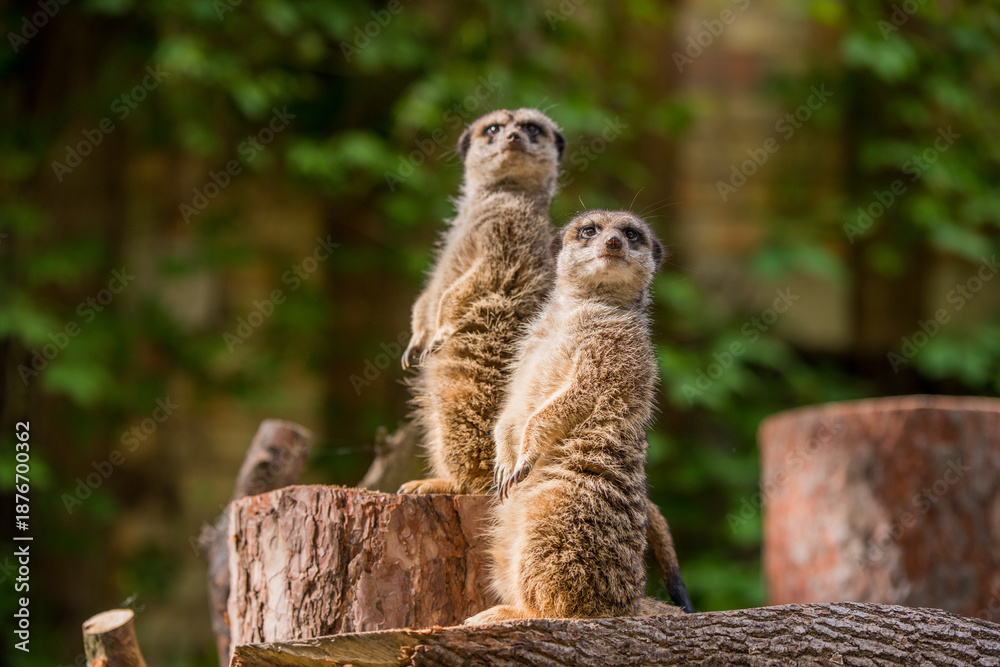 Fototapeta premium Slender tailed Meerkat close up