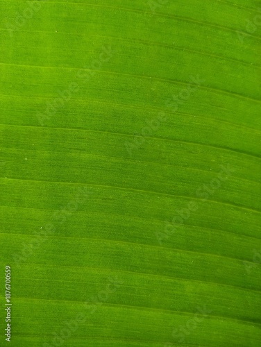 Fresh Banana Leaf Texture