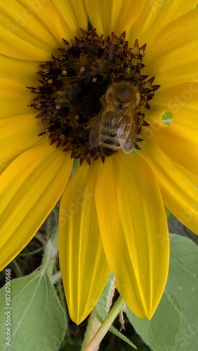 Bienenmahl