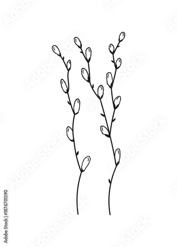 Pussy Willow Spring Flower Vector Illustration