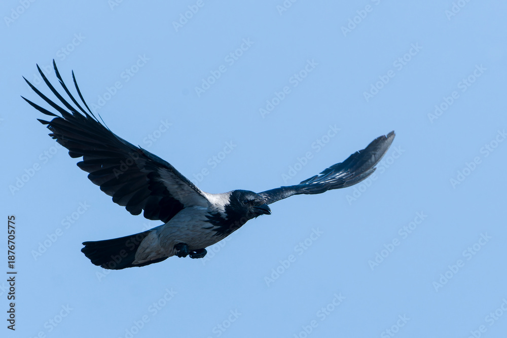 Obraz premium Nebelkrähe im Flug