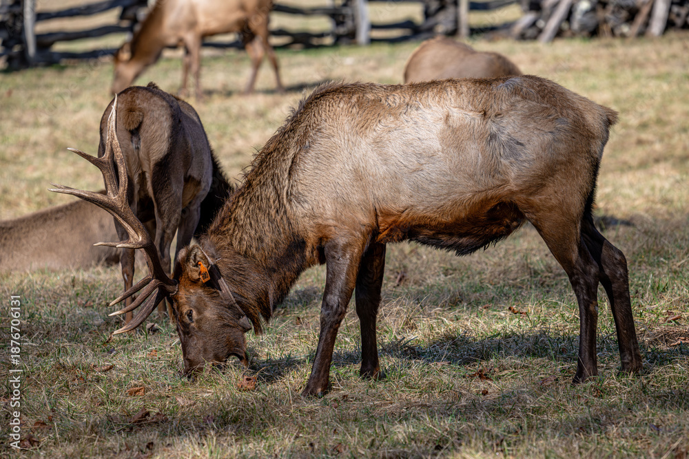 Fototapeta premium Elk heard