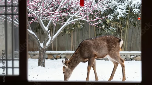 Sika deer foraging under plum blossoms in snowy Chinese courtyard
