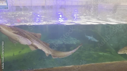 Fish Inside of Aquarium