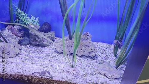 Fish Inside of Aquarium