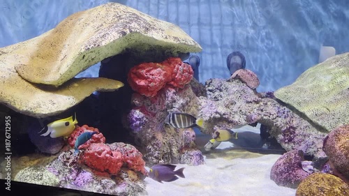 Fish Inside of Aquarium