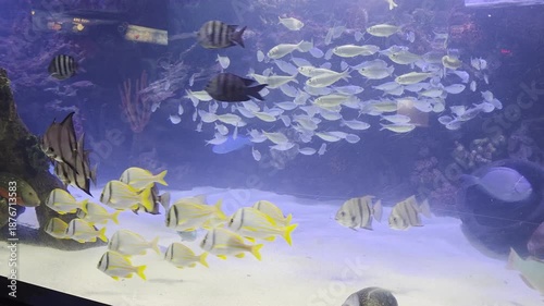 Fish Inside of Aquarium