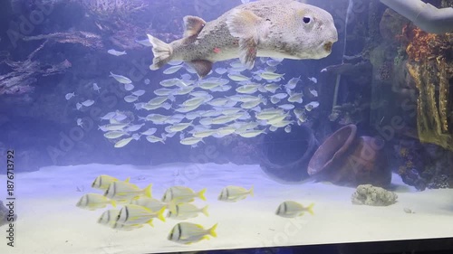 Fish Inside of Aquarium