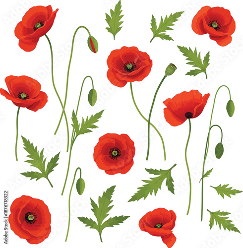 Elegant Red Poppy Flowers Illustration Collection with Green Buds and Foliage Isolated on White Background