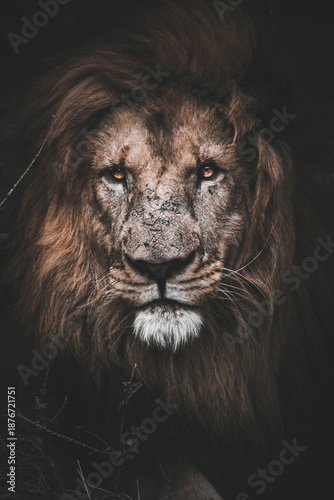 portrait of a lion