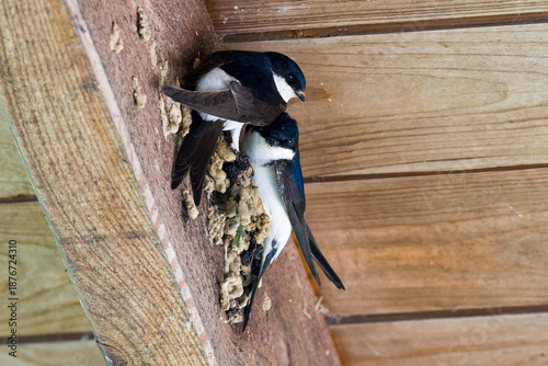 Fotografía Mehlschwalben beim Nestbau im Frühjahr