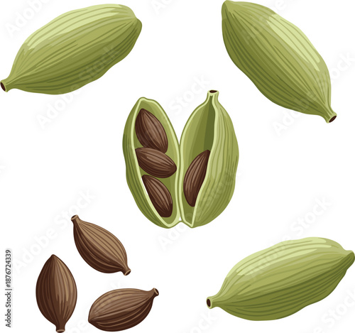 Detailed vector illustration of green cardamom pods and brown seeds for spice cooking herbal medicine and aromatherapy concepts.