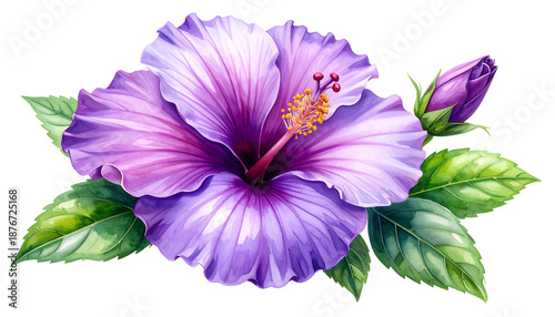 hibiscus purple flower with leaves and bud isolated on transpaarent background. 